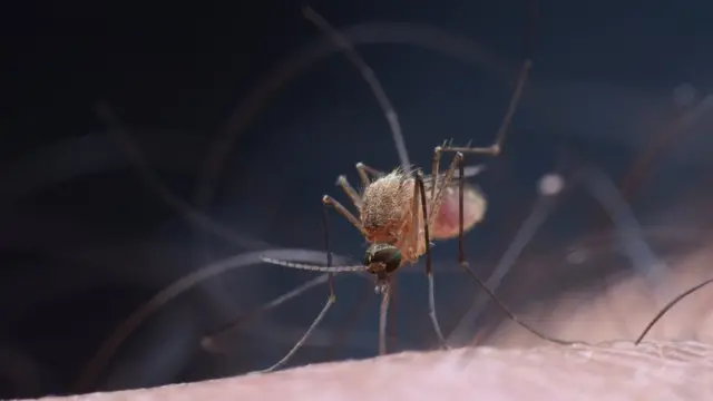 Комар сосет кровь