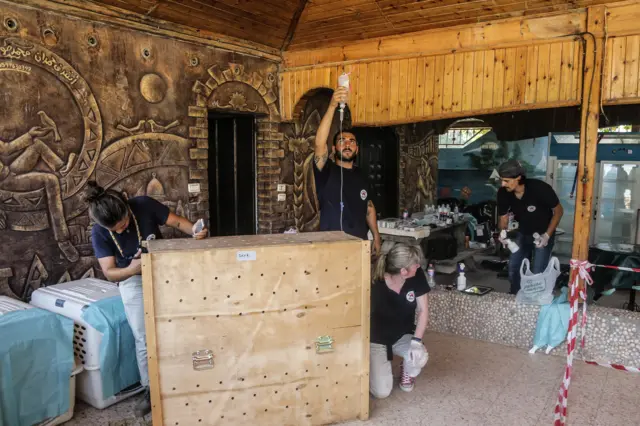 Hayvanlar kamyonlarda kafeslere yerleştirilerek İsrail'e taşındı.