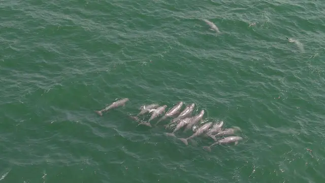 ထိုင်းပင်လယ်ကွေ့နားမှာ တွေ့ရတဲ့ ဧရာဝတီလင်းပိုင်တွေ