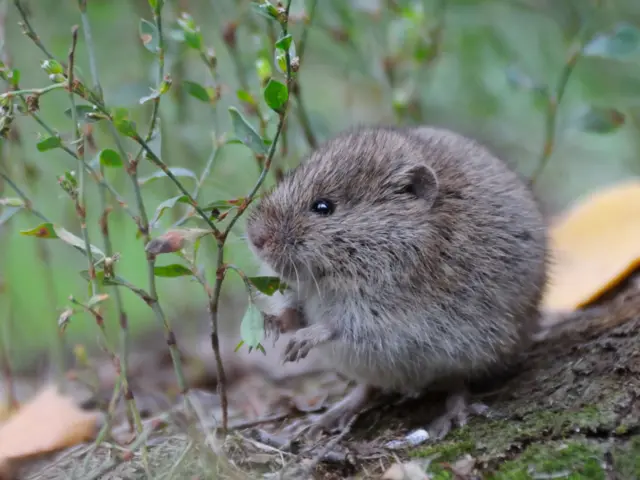 หนูทุ่งหญ้าแพรรี (Prairie vole) มีตัวรับฮอร์โมนออกซิโทซินจำนวนมาก ที่ศูนย์กลางระบบการให้รางวัลของสมอง ลักษณะคล้ายกับหนูทุ่งหญ้าทั่วไป (meadow vole) ในภาพแต่ขนาดลำตัวเล็กกว่า
