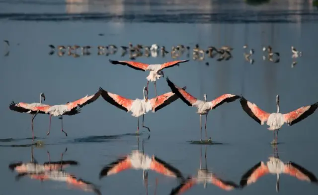 పక్షులు