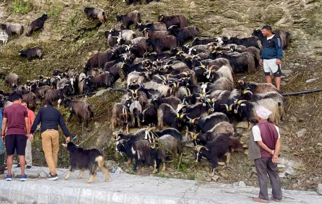 च्याङ्ग्रा बिक्रिका लागि लगिँदै
