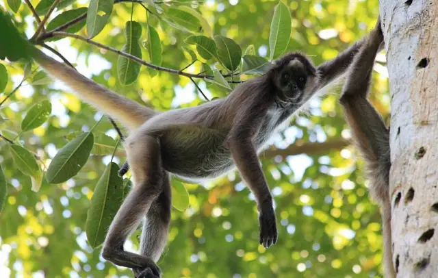 'Oscar verde': a cientista brasileira que ganhou prêmio com outros dois cientistas latino-americanos Macaco-aranha-marrom