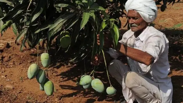 કૃત્રિમ રીતે પકવેલી કેરી 