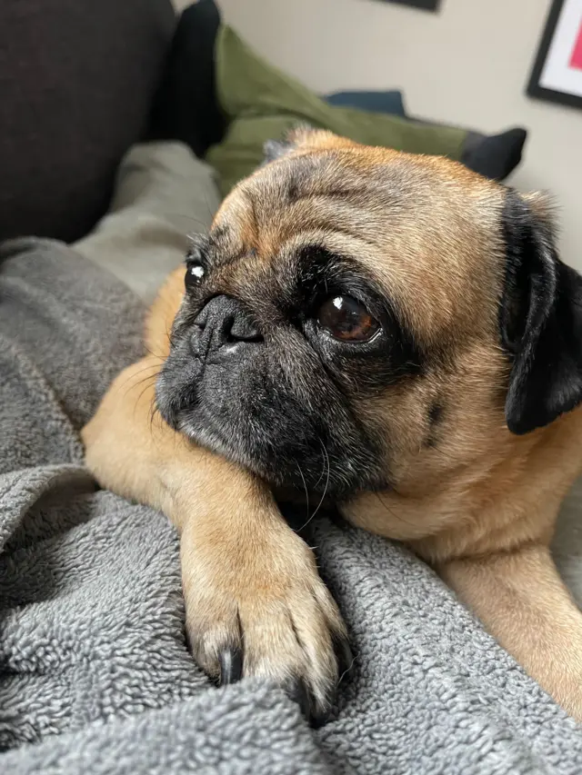 Alan Shearer the pug