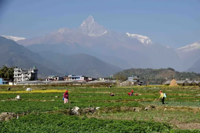 माछापुच्छ्रे हिमालमा हिउँ नदेखिएपछि स्थानीय समुदाय दु:खी भएका छन् 