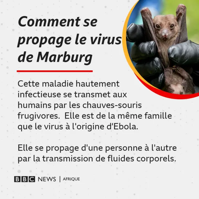 Transmission du virus de marbourg