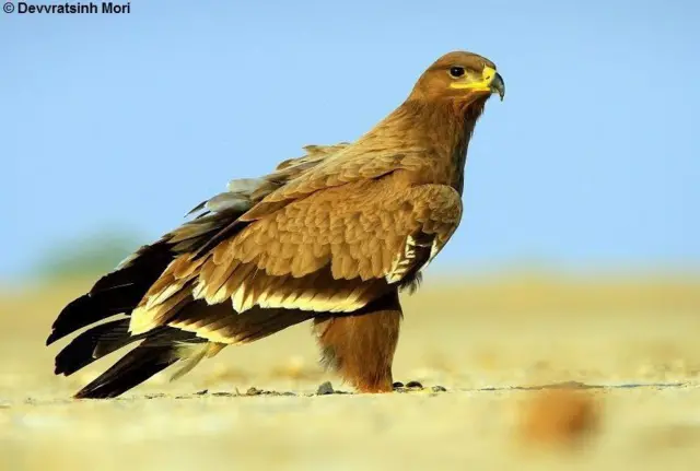 ખેડૂતોના મિત્રો એવાં આ પાંચ શિકારી પક્ષીઓની વસ્તી કેમ ઘટી રહી છે?