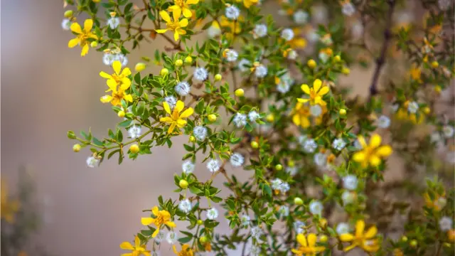 Anza-Borrego Çölü