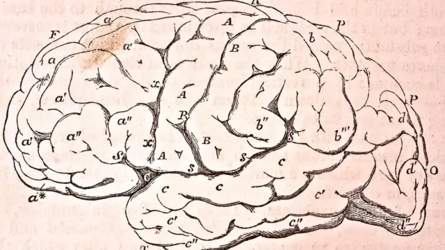 İnsanda 100 milyarda yaxın neyron mövcuddur və elə də böyük olmaya bədənimizlə müqayisədə, beynimiz çox böyükdür.)