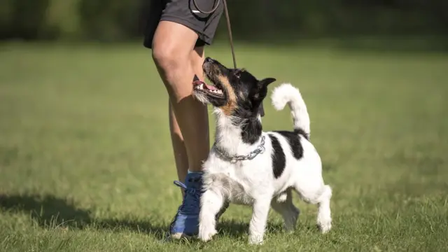 Только от жизни собачьей собака бывает кусачей. А если жизнь удалась - то зачем злиться?