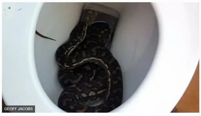 Agwọ n'ụlọ mposi