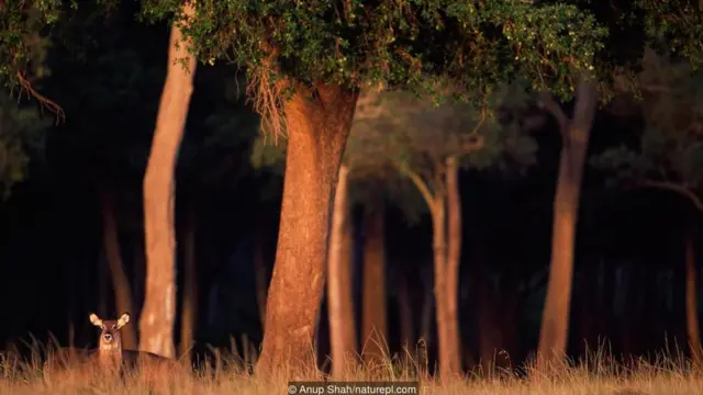 Keniyada xristianlar meşələri iblis qismində görürlər (Mənbə: Anup Shah/naturepl.com)