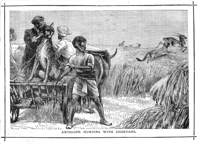 சிவிங்கிப் புலி