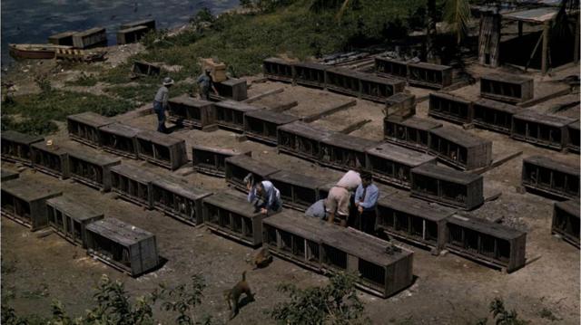 Imagemjogar truco gratis1938, quando o primeiro grupojogar truco gratismacacos chegou à ilha