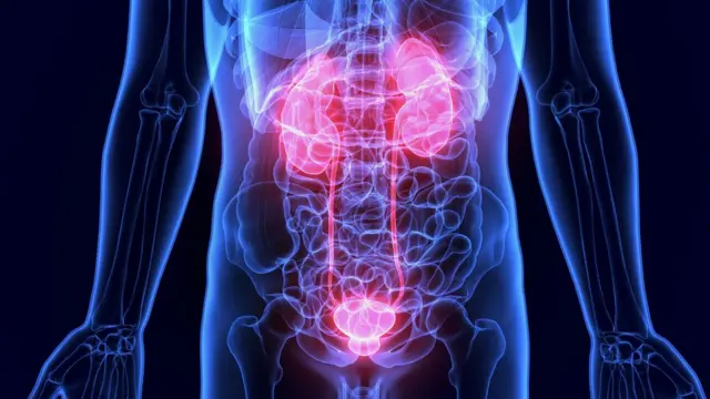 L'emplacement des reins dans le corps