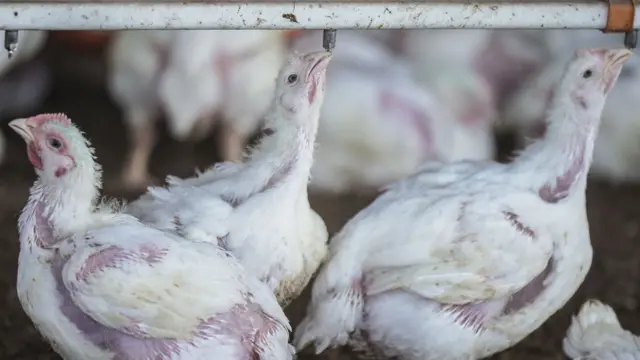 Foto de frangos tomando água no bebedouro.