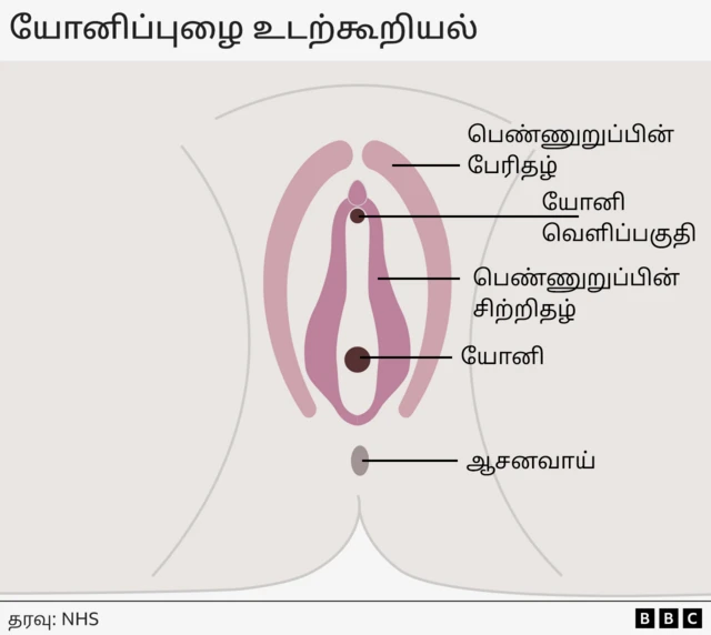 பெண்ணுறுப்பு