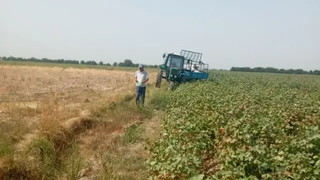 Пахта даласида