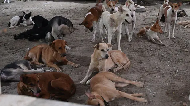தெருநாய் பிரச்னை, உச்சநீதிமன்றம், தெருநாய் கடி, ரேபிஸ்