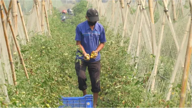 चितवनका किसान