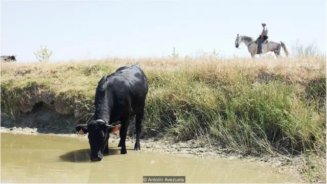 GPS से लैस क्यों हो रहे हैं स्पेन के चरवाहे?