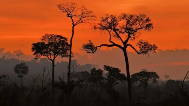 காடுகள் மாதிரிப் படம்