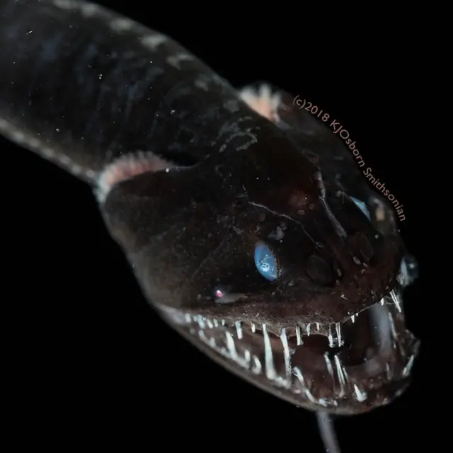 ఈ అతి నల్లని పసిఫిక్ డ్రాగన్ చేపను ఫోటో తీయడం చాలా కష్టం