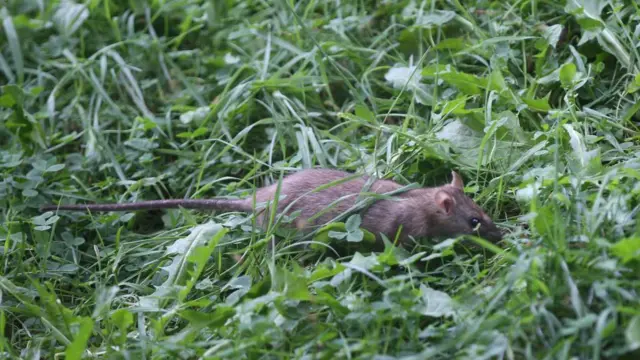 Tyto alba, burung hantu, tikus