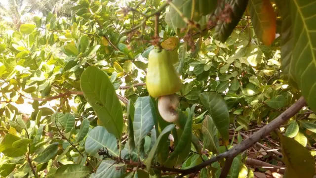 பஞ்சாபி விவசாயிகள்