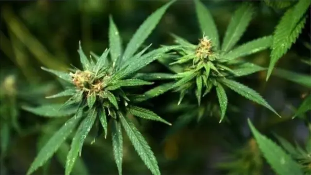 గంజాయి మొక్క