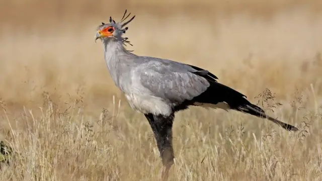 Pájaro secretario