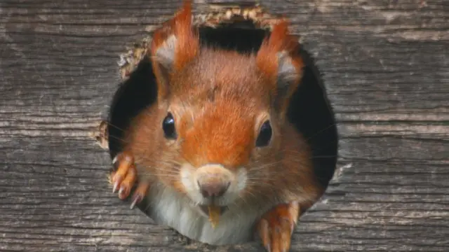 Рыжая белка