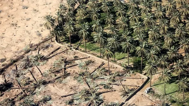 نخلستان‌های استان فارس بعد از سیل