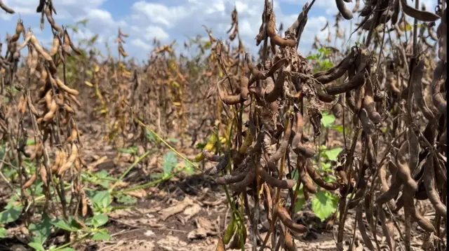 सप्टेंबर महिन्यात धुळ्यात जास्त पाऊस झाला. इथल्या 19 गावांमध्ये अतिवृष्टीनंतर 18 हजार हेक्टर शेत बाधित झाल्याची नोंद आहे.