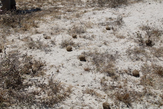 கடற்படை ஹெலிகாப்டர் மூலம் விதைப்பந்துகளை தூவும் பணி: ராமநாதபுரம் பசுமையாகுமா?