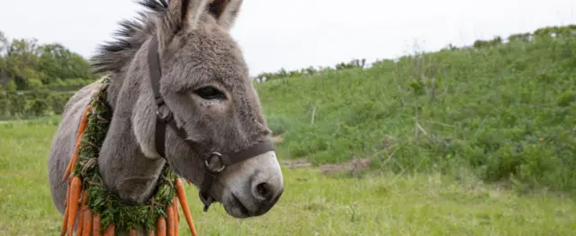 در سال حضور پررنگ الاغ‌ها در مراسم اسکار، ائیو (تصویر بالا)، بنشی‌های اینیشرین و مثلث غم از جمله فیلم‌هایی بودند که از این حیوانات زیبا استفاده کردند