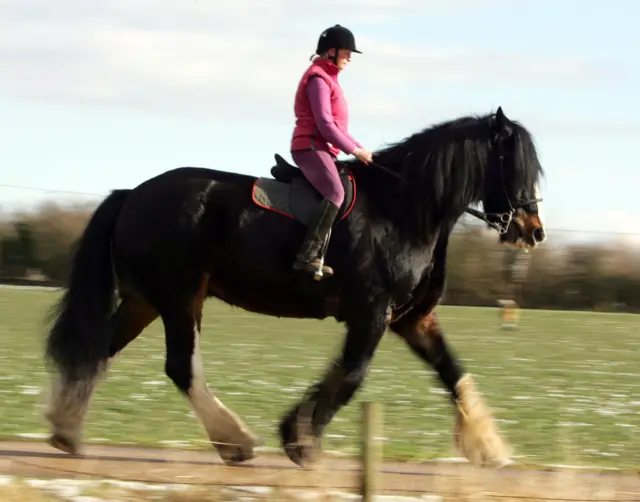 Cracker The 1.25 Ton, 19.2 Hands, Horse At His Home In Spilsby, Lincolnshire.