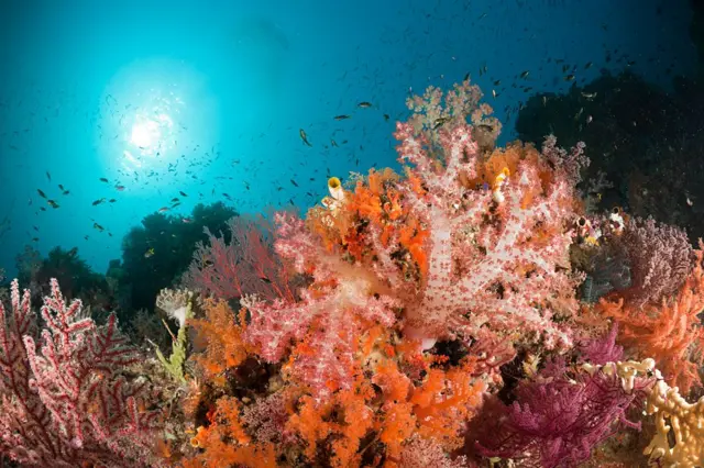 raja ampat, papua