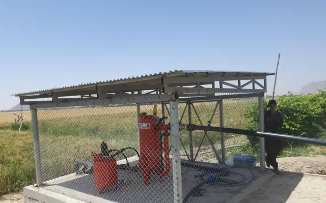 کندهار کې انګور