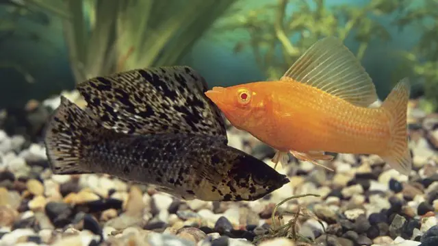 Dois peixes se encontram no que parece ser o fundo de um aquário