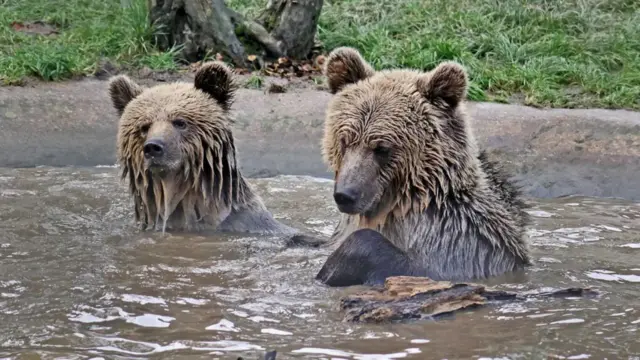 Dva smeđa medveda u vodi