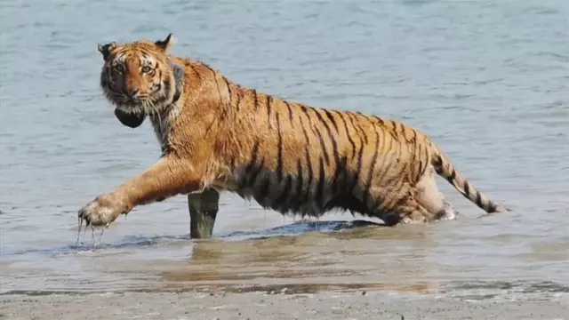 ભારતમાં ચિત્તા