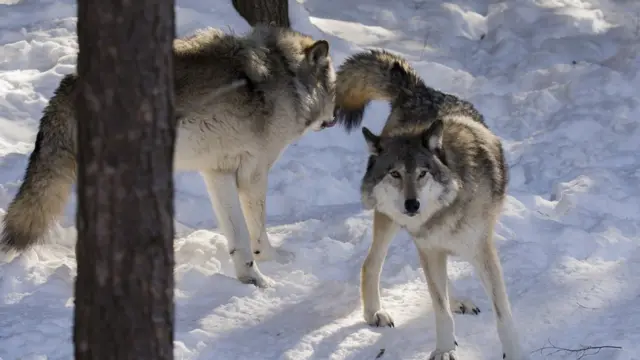 野生のオオカミを復活させようとする取り組みに反対する人々が、発信機からの情報を悪用する例も