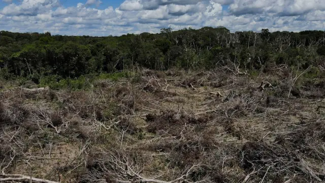 Um terreno recentemente desmatado na floresta amazônica,1xbet propagandaManaus