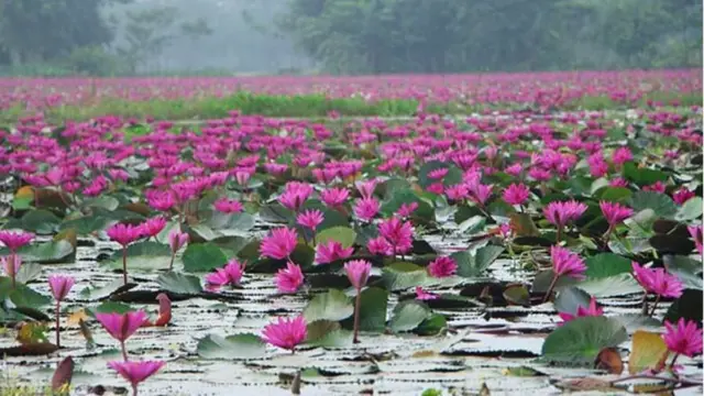 বরিশালের শাপলা বিল