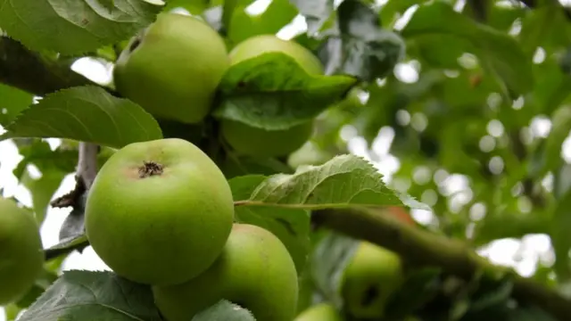 کربوهیدرات، دوست یا دشمن؟