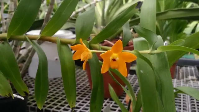 anggrek, papua, Dendrobium aurifex