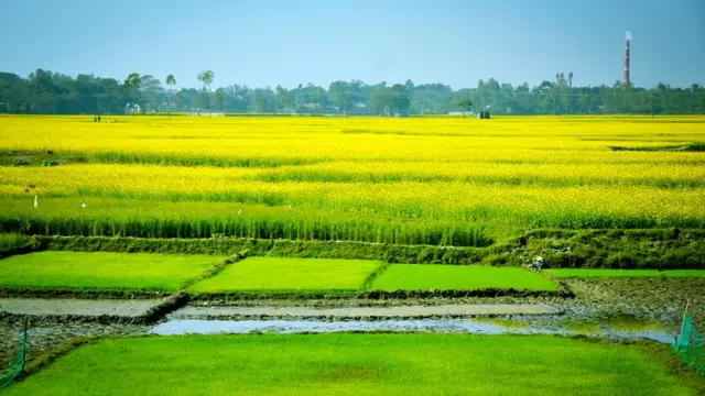 U meni qaynonamning pornosini yalashga majbur qildi.