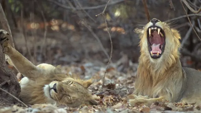 સિંહની પ્રતીકાત્મક તસવીર